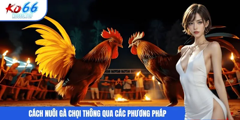 Cách nuôi gà chọi thông qua các phương pháp